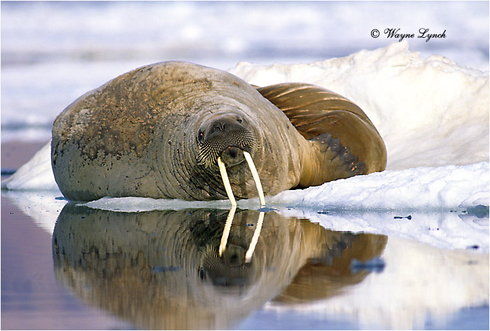 Atlantic Walrus 103  by Dr. Wayne Lynch &copy;
